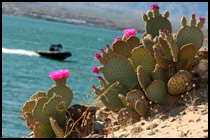 Lake Havasu Arizona
