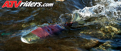 Alaskan Salmon