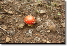 Spotted Red Mushroom