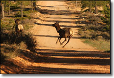 Elk - Dixie National Park