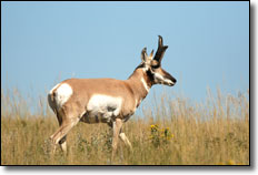 Pronghorn - Dixie National Park