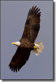 Canyon of the Eagles Resort - Bald Eagle