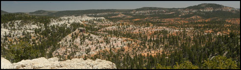 Casto Canyon Pronghorn