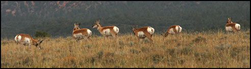 Casto Canyon Pronghorn