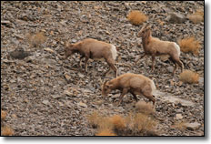 Farabee's Jeep Rentals - Death Valley
