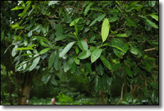Jamaica Allspice Tree