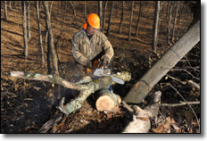 Chainsaw Buyers Guide