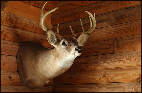 CEWO Buck