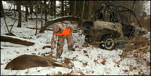 Whitetail Deer