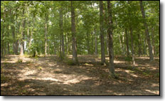 ATV / UTV  Deer Seed Planting