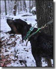 Hunting Dog Barking