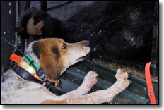 Bear Hunting Dog