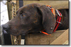 Bear Hunting Dog
