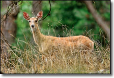 West Virginia white tail doe