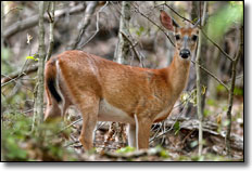 West Virginia white tail doe