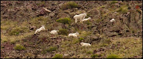 Mountain Goats
