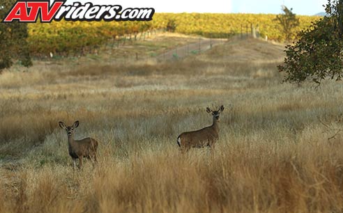 Deer
