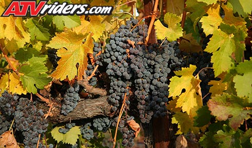 Ancient Peaks Grapes