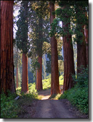 SCCS Trails