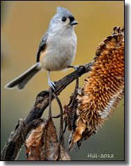 Titmouse Bird