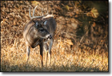 West Virginia Buck