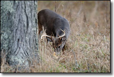 West Virginia Buck